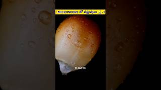 🧐 ఈ వస్తువులు MICROSCOPE ఎలా ఉంటాయి 🔬3 microscope facts [upl. by Small]