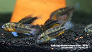 Apistogramma cacatuoides quotWildquot Stock 28042013 By ApistoLism [upl. by Wixted]