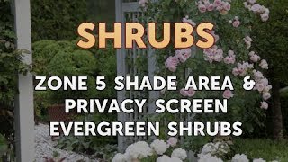 Zone 5 Shade Area amp Privacy Screen Evergreen Shrubs [upl. by Ahtera]