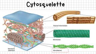 Vidéo 1  Cytosquelette  Présentation générale [upl. by Shirley]