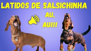 Latidos de Cachorro Dachshund – Som de Cachorro Salsicha Latindo [upl. by Reteid565]