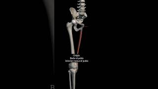 Gracilis muscle [upl. by Mikeb]