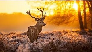 Amethystium Frosty Morning Bliss [upl. by Kerri]