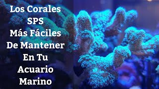 🔵 Los Corales Duros SPS Más Fáciles De Mantener En Tu Acuario Marino Acuarios MB [upl. by Alden]