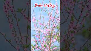 Offbeat Location  Duka Valley travel shortsvideo trending viralshorts [upl. by Niliak]