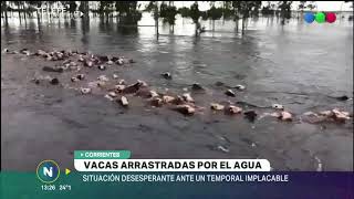 Impactante Vacas fueron arrastradas por la corriente por las inundaciones [upl. by Annasus]