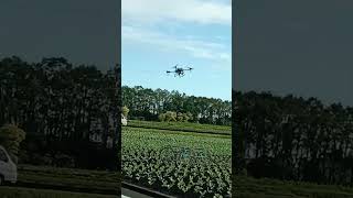 drone ang gamit nila pang spray ng repolyo [upl. by Katina]