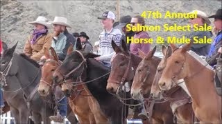 47th Annual Horse amp Mule Sale  Salmon Idaho 2019 [upl. by Adirf982]