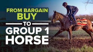 HOW TO TURN A £6500 RACEHORSE INTO A GROUP 1 HORSE [upl. by Buddie]