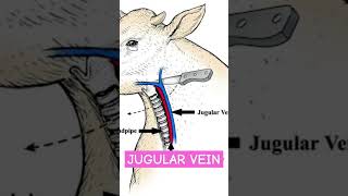 Jugular VEIN [upl. by Leumas810]