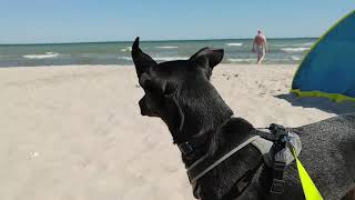 Kellenhusen Ostsee HundeUrlaub Tipps [upl. by Lairret710]