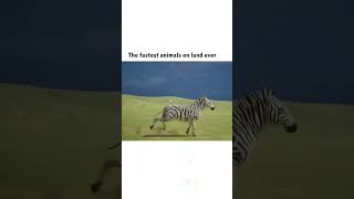 The Fastest Animal on Earth  Speed Unleashed Shorts [upl. by Littlejohn]