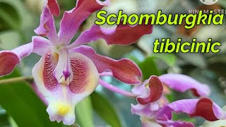 Schomburgkia tibicinis очередное домашнее цветение [upl. by Kaja]