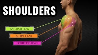 The Best ScienceBased Shoulder Workout for Size and Symmetry [upl. by Valentijn]