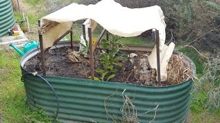 Planting Waratah Cuttings [upl. by Aland]