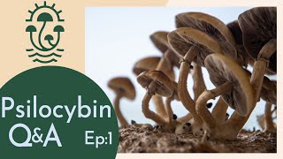 5 Common Psilocybin Questions Answered Psilocybin QampA Ep1 [upl. by Nad]