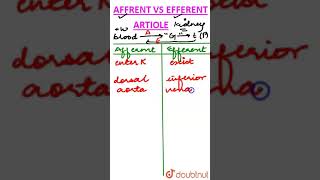 Afferent vs Efferent Arteriole [upl. by Leahcimluap]