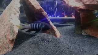 Cichlids Digging in Sand Substrate  DJ Khaled quotAll I Do Is Winquot Parody [upl. by Nennek]