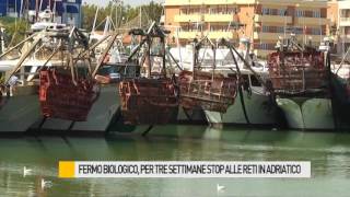 Fermo biologico per tre settimane stop alle reti in mare [upl. by Snahc850]