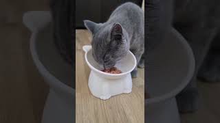 Hungry Kitty catsvideo cat cute britishshorthair cutecat catshorts [upl. by Donni197]