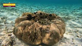 Snorkeling in The Ritz Carlton Maldives Overwater Villas [upl. by Konstantin]