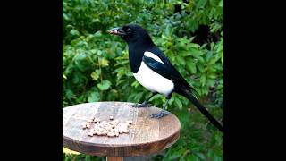 MAGPIE  MORNING SNACK birds birdwatching nature magpie wildlife [upl. by Olwena]