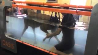 Underwater Treadmill  Degenerative Myelopathy Eleri [upl. by Marr]