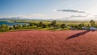 Sainfoin  A Growers Point Of View Part 2 [upl. by Nannaihr]