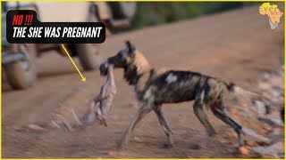 WILD DOGS chase KUDU into the water BUT what happens next [upl. by Alarick]