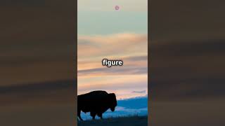 Majestic Bison in 20 Secondsbison bisonranch [upl. by Hedges116]