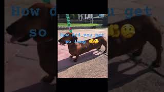 Wiener dog LimitlessGames4u funny trend trending fyp fypシ゚viral fypage goofyahh goviral [upl. by Utir913]