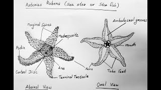 STAR FISH DIAGRAM [upl. by Violeta80]