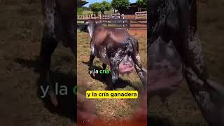 🔴 ¡Conoce Las Increíbles Vacas Lecheras GIROLANDO [upl. by Enirehtacyram]