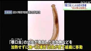 シラウオを生のまま食べないで 顎口虫の症状を青森県内で確認動物愛誤アニマルホーダートキソプラズマ症トキソカラ症顎口虫有棘頷口線蟲Gnathostoma spinigerum [upl. by Eisseb]