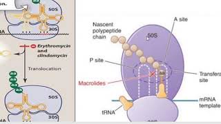 Macrolides190420 [upl. by Glovsky]