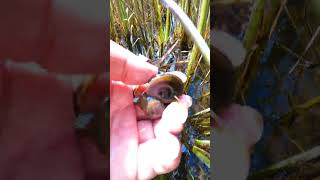 Cutie Tiny Apple Snail Pick in the Flood Rice Fields Apple Snails Video snail pick applesnail [upl. by Netsruk573]