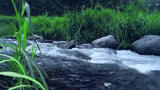 Live Relaxing Water Sounds – Peaceful Nature Ambience for Deep Sleep amp Stress Relief [upl. by Tlok]