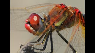 20221013 Dragonfly 紅脈蜻蜓 公 Sympetrum fonscolombii [upl. by Nawat]