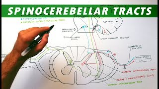 Spinocerebellar tracts  Neuroanatomy Tutorial  Ascending pathways [upl. by Adnerol]