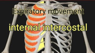 Expiratory movement internal intercostal muscle [upl. by Anidnamra]