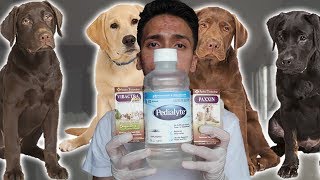 Parvo Treatment at Home for Dogs  Puppies with Parvovirus [upl. by Nahama]