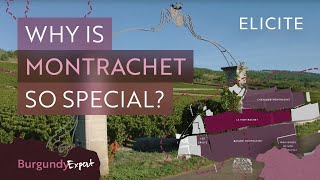 The Most Expensive White Wines In The World A Guide To Montrachet Wines [upl. by Ainesy15]