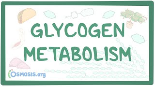 Glycogen metabolism [upl. by Ail]