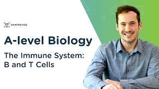 The Immune System B and T Cells  Alevel Biology  OCR AQA Edexcel [upl. by Thornton499]