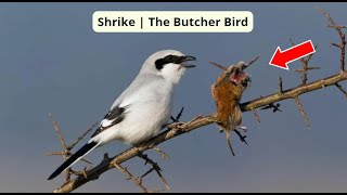 Shrike  The Butcher Bird [upl. by Julee]