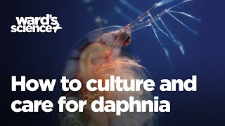 Caring and Culturing for Daphnia [upl. by Iralav]