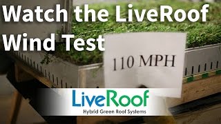 Green Roof Wind Test LiveRoof [upl. by Zelig]