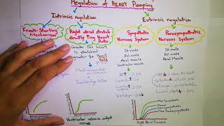 Regulation of heart pumping Chapter 9 part 8 Guton and Hall text book of medical physiology [upl. by Darahs741]