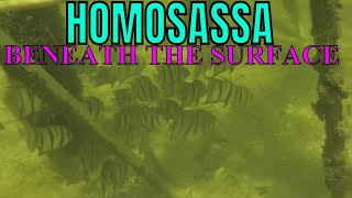 HOMOSASSA BENEATH THE SURFACE [upl. by Tawsha]