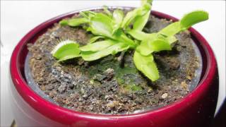 Growing Venus flytrap  time lapse video [upl. by Jotham]